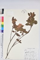 金毛杜鵑藏品圖，第1張