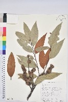 刺栲、鉤栗、火燒柯藏品圖，第1張