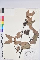 赤栲、赤校藏品圖，第1張