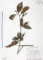 紅葉樹藏品圖，第1張