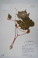 裂葉秋海棠藏品圖，第1張