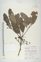 耿氏虎皮楠藏品圖，第1張