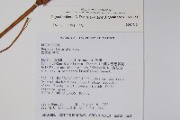 裂葉秋海棠藏品圖，第2張