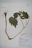 裂葉秋海棠藏品圖，第3張