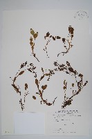 小葉樹杞藏品圖，第1張