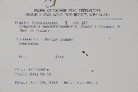 小葉樹杞藏品圖，第2張