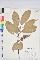 短尾柯、油葉杜、嶺南柯藏品圖，第1張