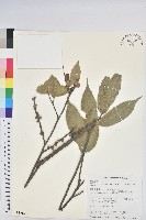 白校欑藏品圖，第1張