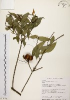 油葉石櫟藏品圖，第1張