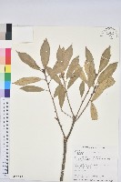 赤皮、赤皮椆藏品圖，第1張