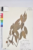 捲斗櫟藏品圖，第1張