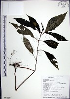 角桐草、台灣半蒴苣苔藏品圖，第1張