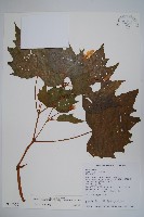 裂葉秋海棠藏品圖，第1張