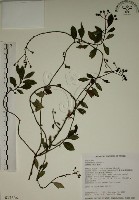 拎壁龍藏品圖，第1張