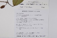 硬齒獼猴桃藏品圖，第2張