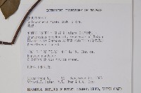 酸藤藏品圖，第2張