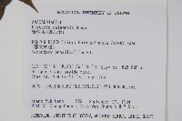 黃連木、爛心木藏品圖，第2張