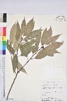 青剛櫟、鐵椆藏品圖，第1張