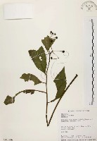 黑星紫金牛藏品圖，第1張