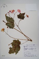 水鴨腳藏品圖，第1張