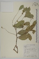 南華南蛇藤，青江藤藏品圖，第1張