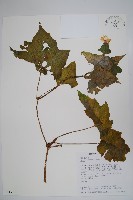 水鴨腳藏品圖，第1張