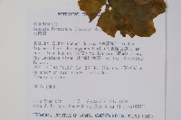 水鴨腳藏品圖，第2張