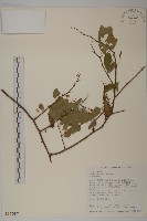 光果南蛇藤藏品圖，第1張