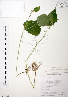 長梗盤花麻藏品圖，第1張