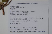 阿里山忍冬、漸尖葉忍冬藏品圖，第2張