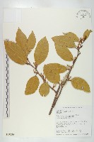 慈恩胡頹子藏品圖，第1張