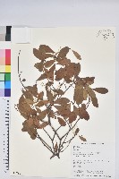 凹葉越橘藏品圖，第1張