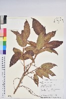 南燭藏品圖，第1張