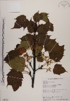 臺灣紅榨槭藏品圖，第1張