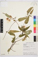 薄單葉鐵線蓮藏品圖，第1張