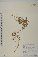 蠅子草藏品圖，第1張