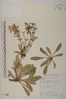 細葉假黃鵪菜藏品圖，第1張