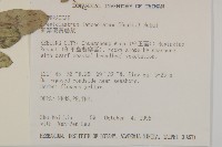 細葉假黃鵪菜藏品圖，第2張