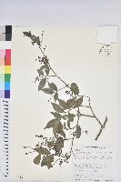 密花五月茶藏品圖，第1張