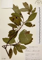 降真香藏品圖，第1張