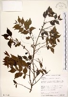 十子木、加入舅藏品圖，第1張