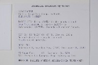 長花厚殼樹藏品圖，第2張