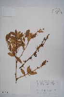 長葉小蘗藏品圖，第1張