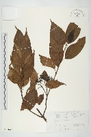 梜木藏品圖，第1張