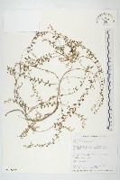 土丁桂藏品圖，第1張