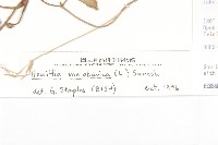 吊鐘藤藏品圖，第3張