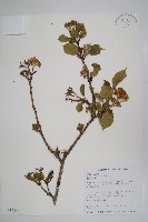 恆春厚殼樹藏品圖，第1張