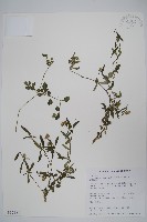 柳葉鱗球花藏品圖，第1張