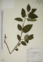 大葉溲疏藏品圖，第1張