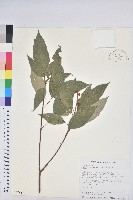 粗糠柴藏品圖，第1張